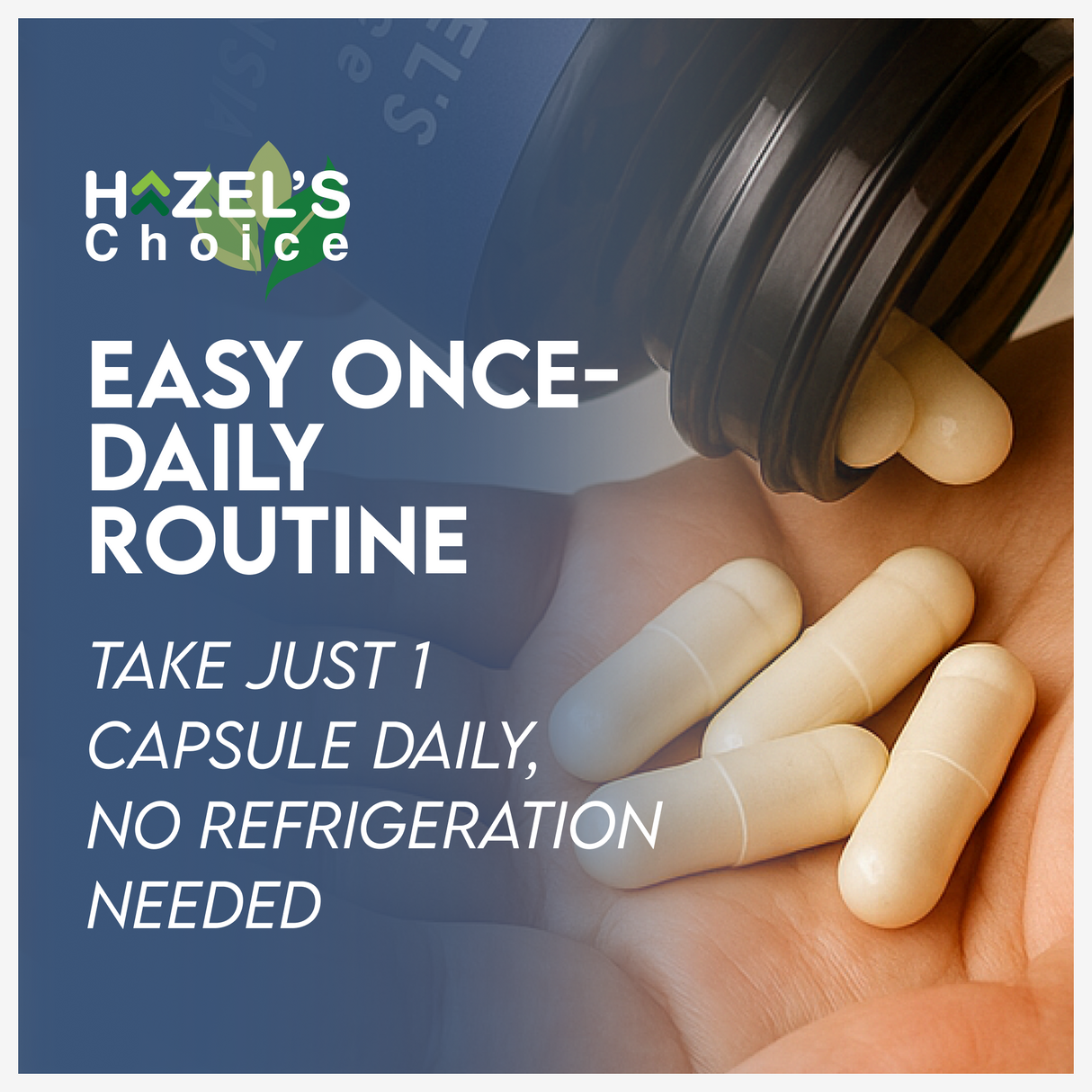 HAZEL'S Choice Akkermansia Probiotic Supplement (30 Count (Pack of 1))