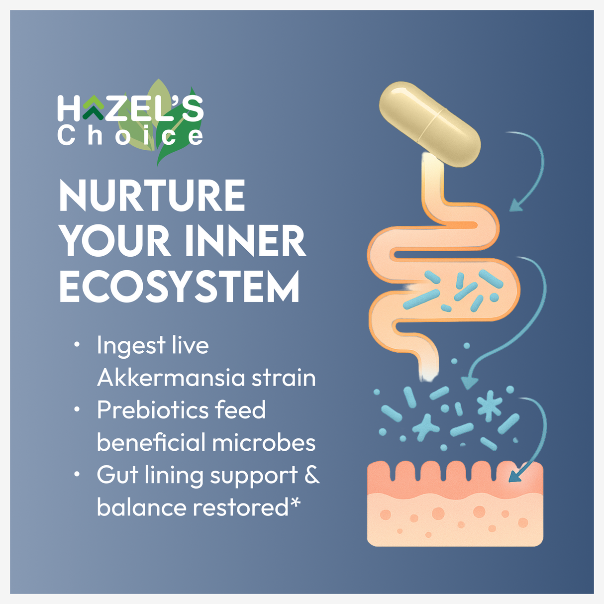 HAZEL'S Choice Akkermansia Probiotic Supplement (30 Count (Pack of 1))